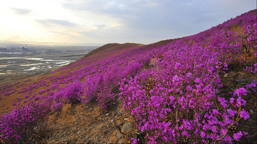 中和镇架子山杜鹃坡