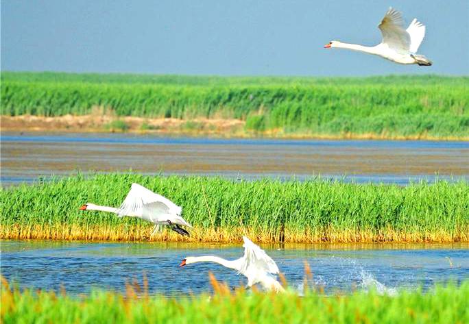 乌梁素海生态旅游区