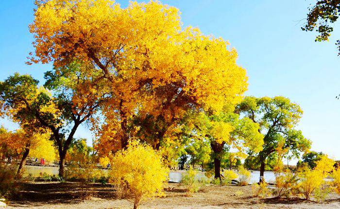 额济纳·胡杨林旅游区
