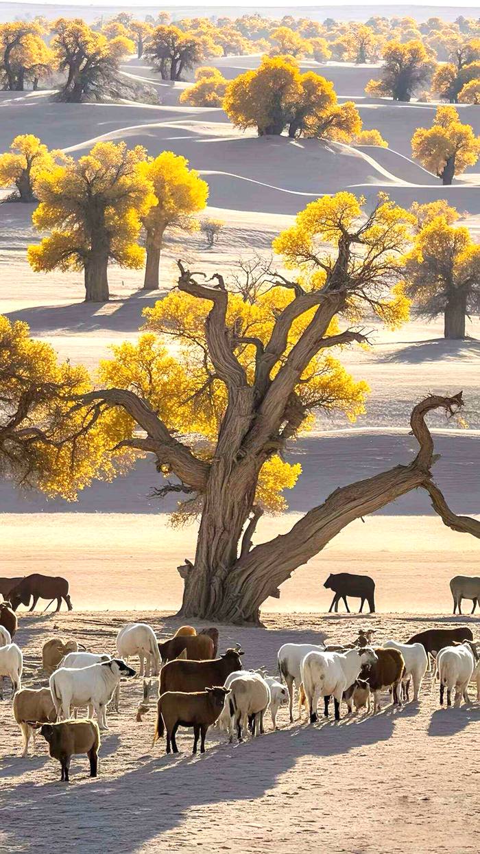 大漠胡杨生态旅游区