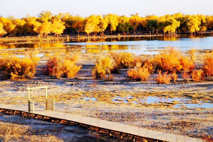 老人湖胡杨林旅游景区