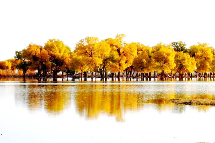 老人湖胡杨林旅游景区