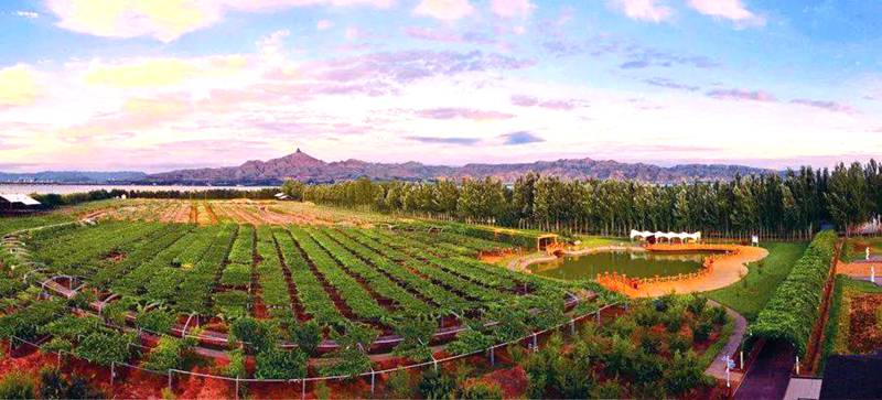 乌兰淖尔镇葡萄种植园