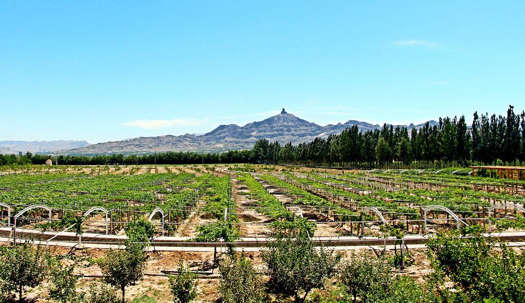 吉奥尼葡萄酒庄园
