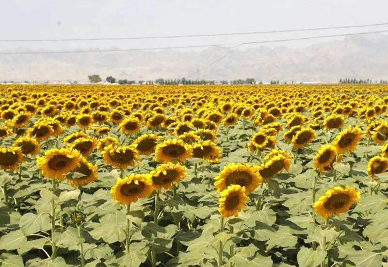 团结镇葵花盛开 团结镇葵花盛开