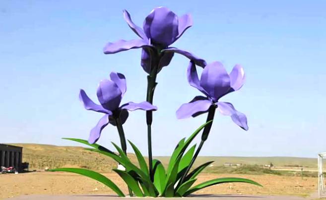 伊和乌素苏木马兰花谷 伊和乌素苏木马兰花谷