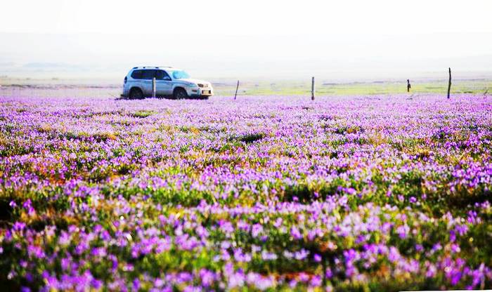 摩林河温泉疗养度假旅游区万亩马莲滩