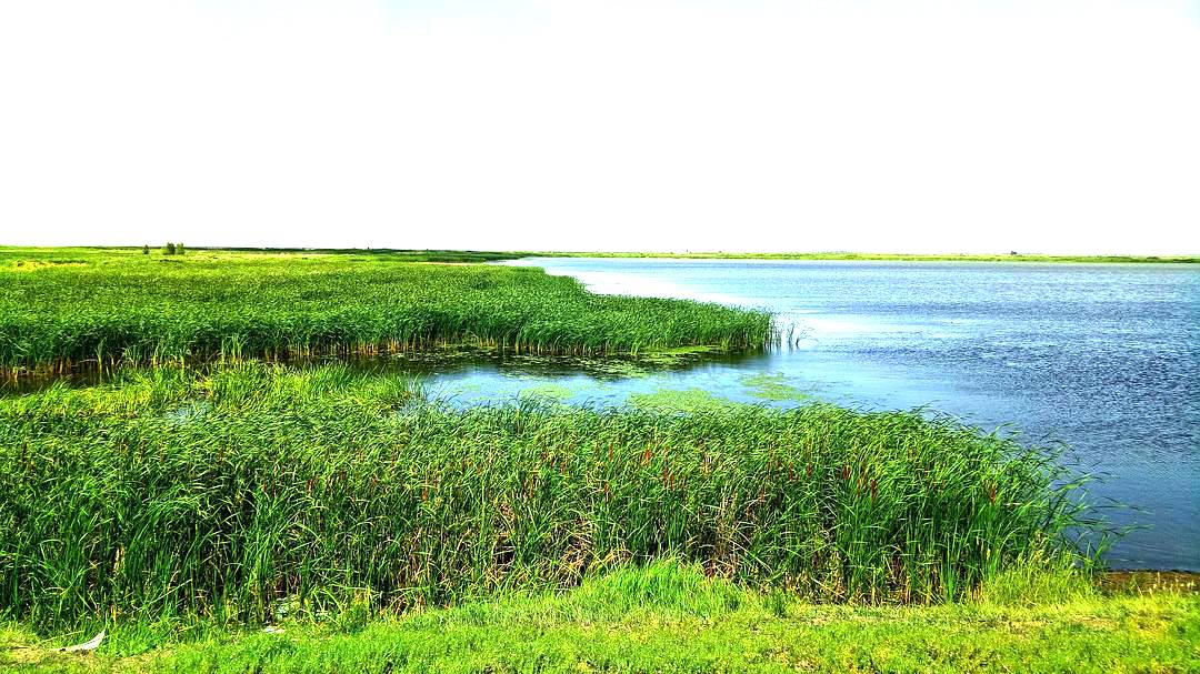 杭锦淖尔自然保护区 杭锦淖尔自然保护区