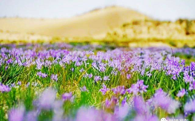 呼和木独镇马兰花谷