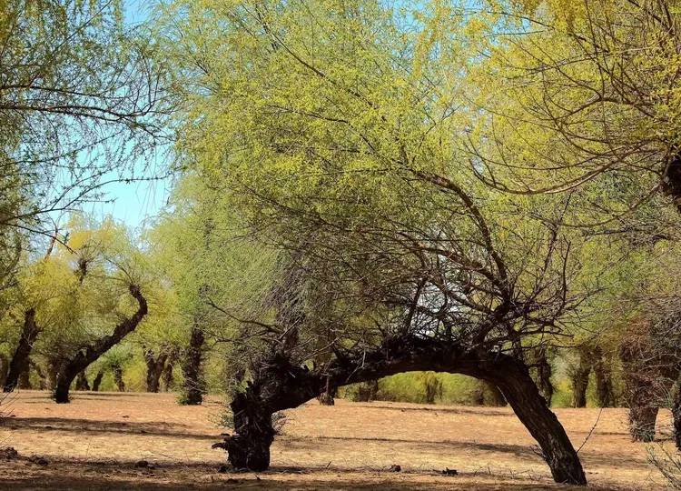 沙地怪柳景区