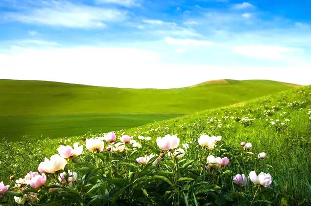 扎木钦高山草原