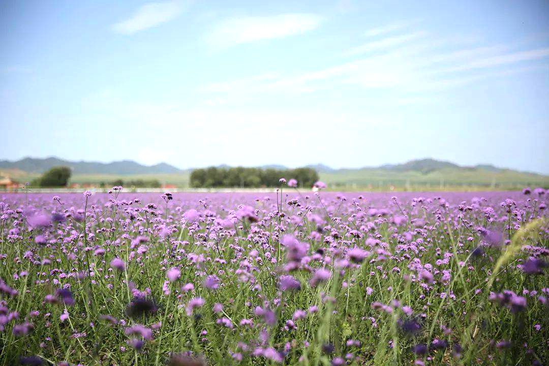 额木庭高勒苏木巴彦敖包度假村花海