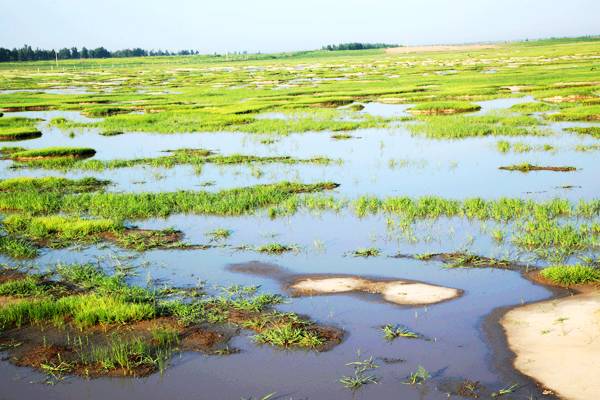 巴彦芒哈苏木乌力吉木伦河湿地