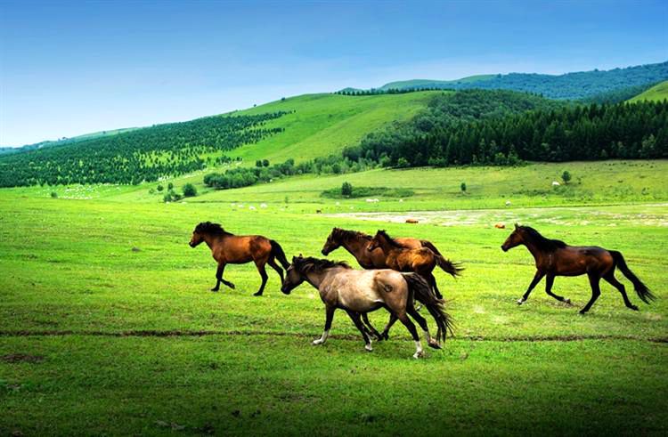 赛罕乌拉国家级自然保护区