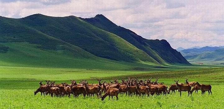 赛罕乌拉国家级自然保护区庆云山景区