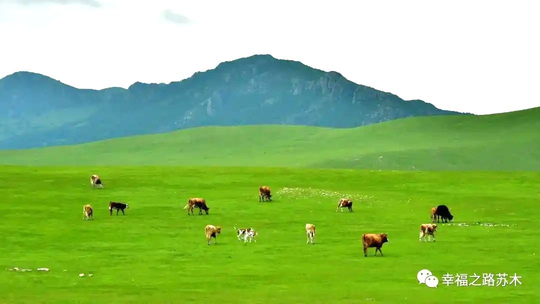 幸福之路苏木天边牧场