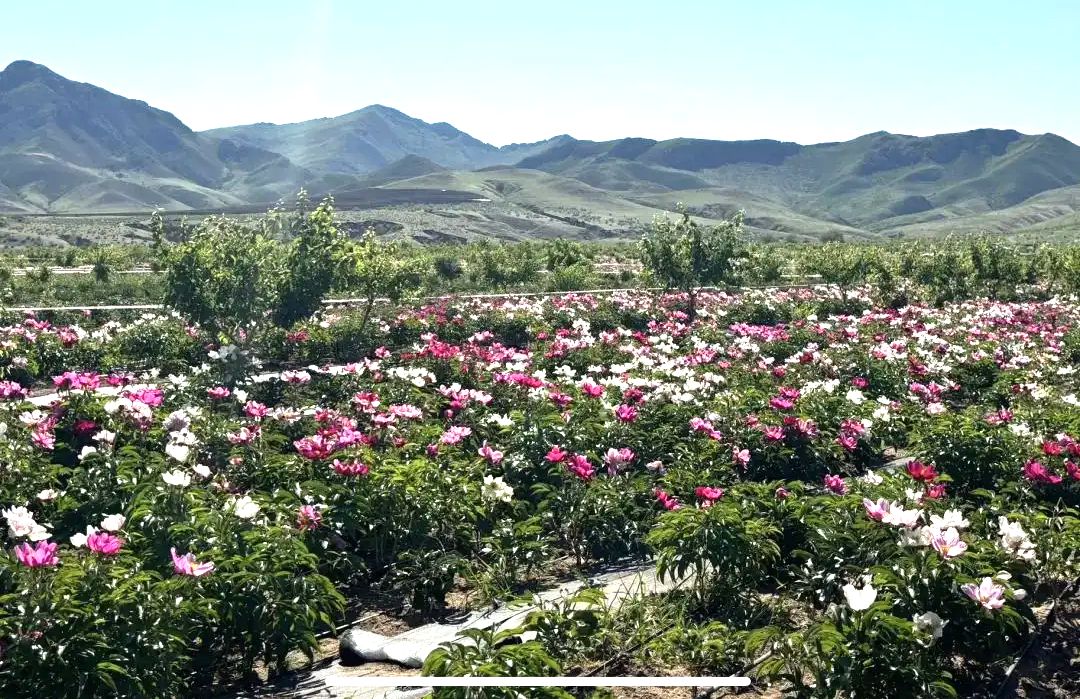 花加拉嘎乡芍药生态园