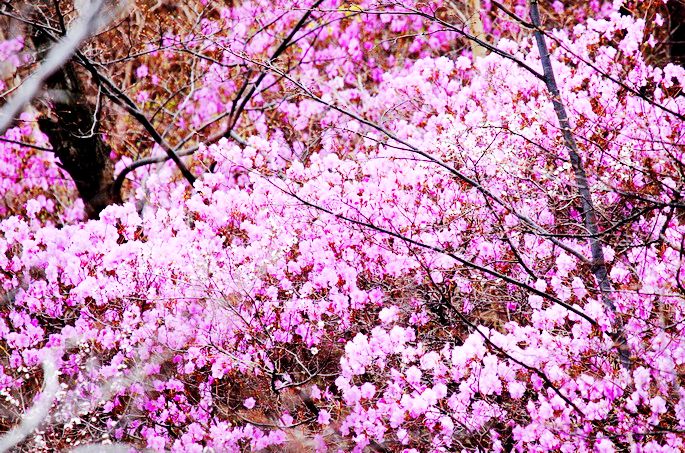 青泉谷自然风景区-杏花溪 青泉谷自然风景区-杏花溪
