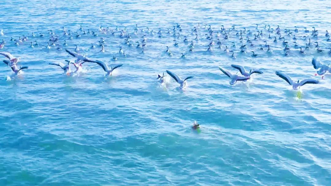 札萨克镇查干淖尔湖遗鸥自由飞翔