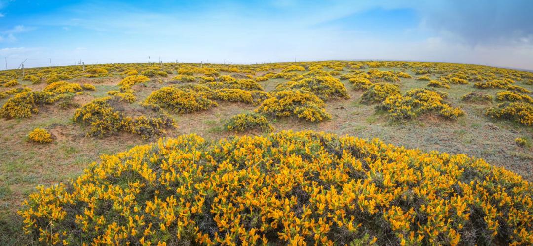 阿日赖嘎查的国家级藏锦鸡儿保护区