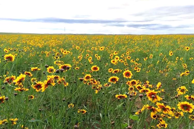 小文公乡万亩雪菊