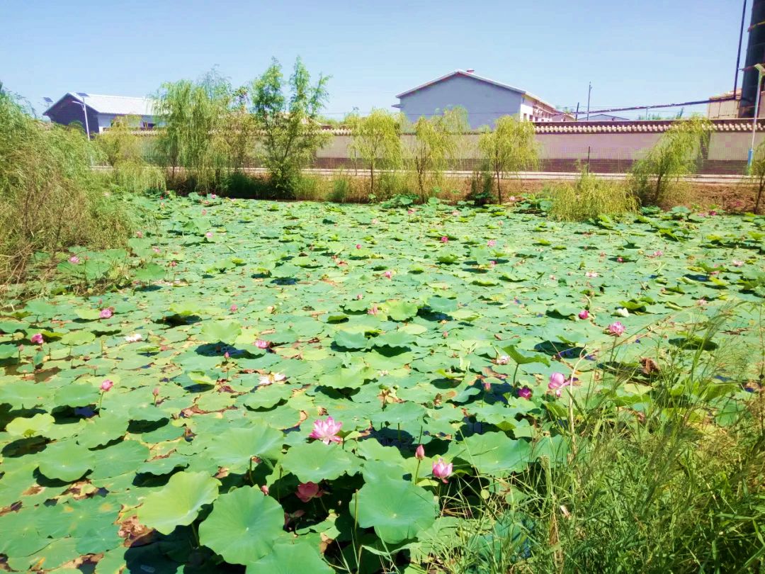 公田村生态园荷花淀 公田村生态园荷花淀