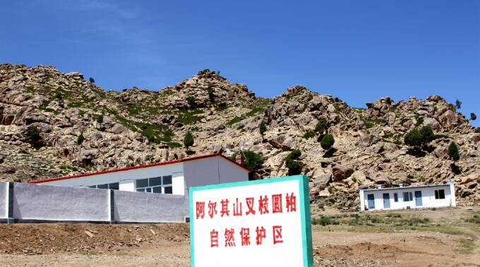 阿尔其山叉枝圆柏自治区级自然保护区