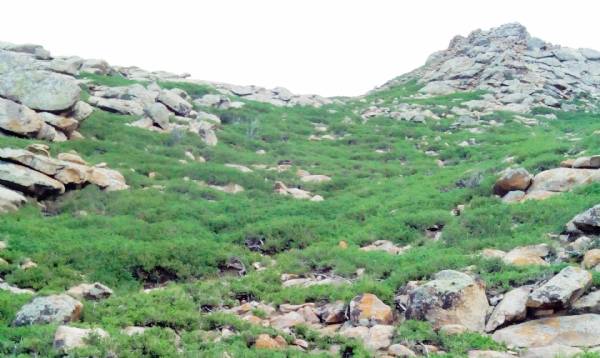 阿尔其山叉枝圆柏自治区级自然保护区