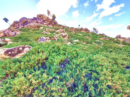 阿尔其山叉枝圆柏自治区级自然保护区 阿尔其山叉枝圆柏自治区级自然保护区