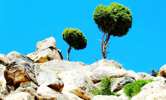 阿尔其山叉枝圆柏自治区级自然保护区 阿尔其山叉枝圆柏自治区级自然保护区