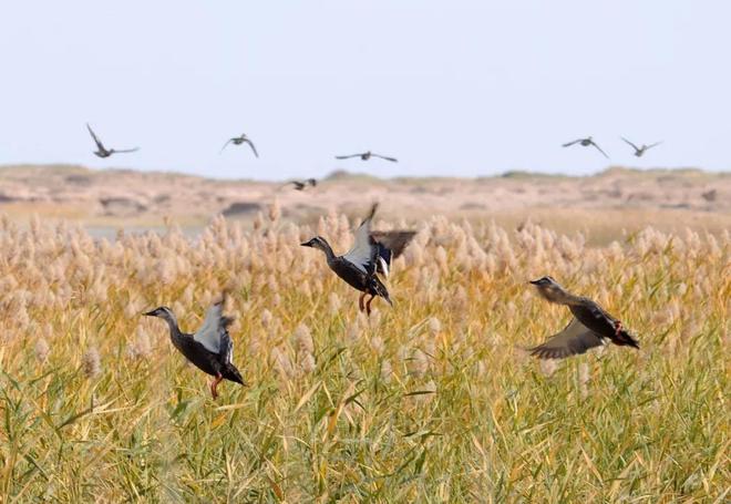 鸿雁的故乡—呼勒斯太