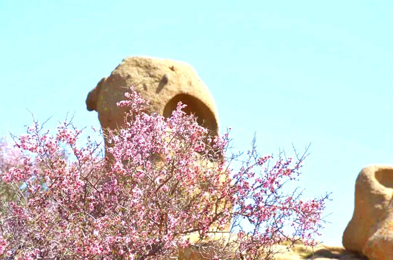 风蚀冰臼国家地质公园中盛开的蒙古扁桃
