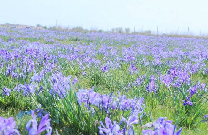 马兰花摄影基地