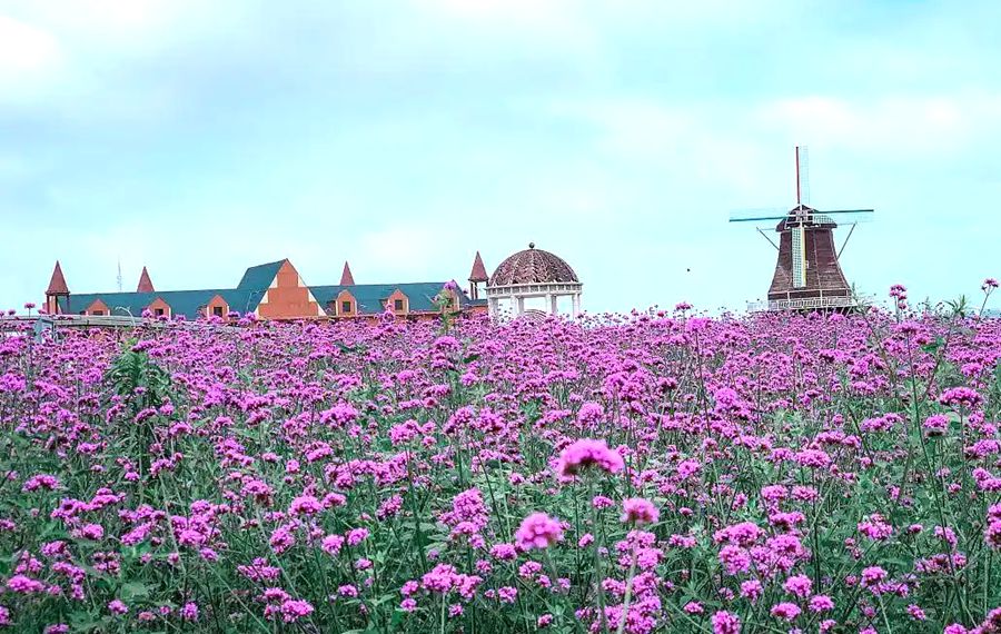 白泥井镇蒙根花万通生态旅游区
