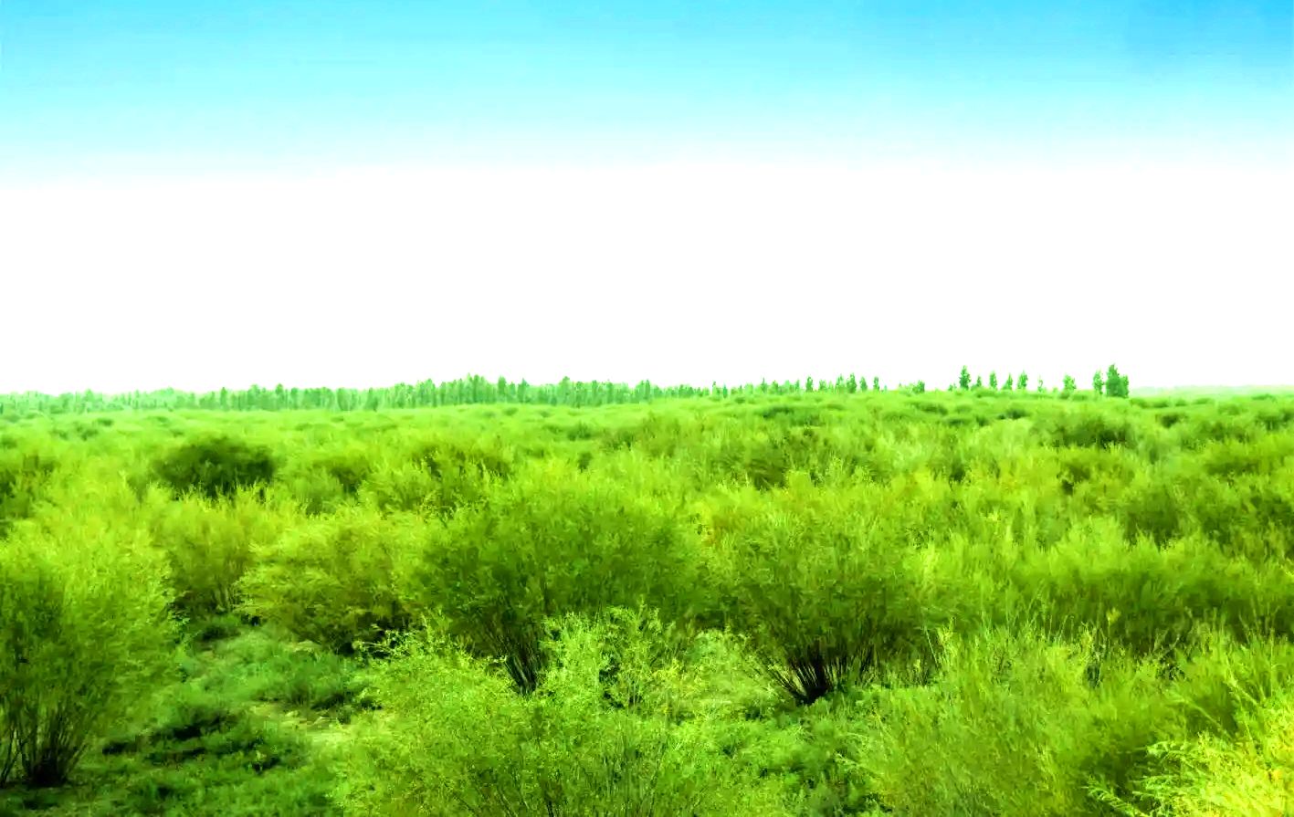 风水梁镇沙柳林风光 风水梁镇沙柳林风光