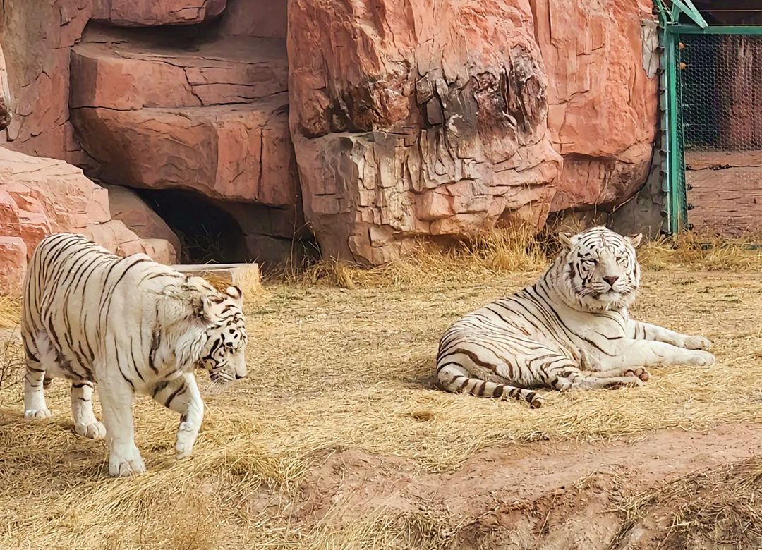 鄂尔多斯野生动物园的老虎园