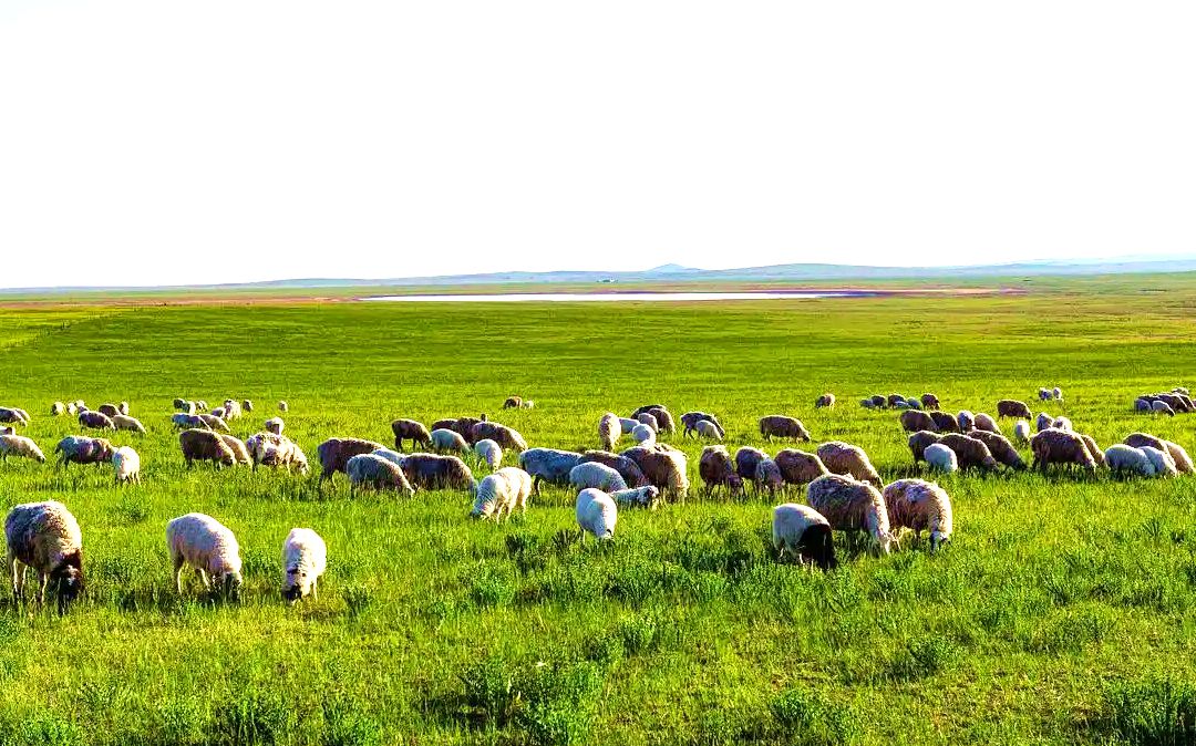 乌额格其草原（忠英家庭牧场）