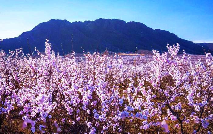 金门山自然保护区12万亩山杏花