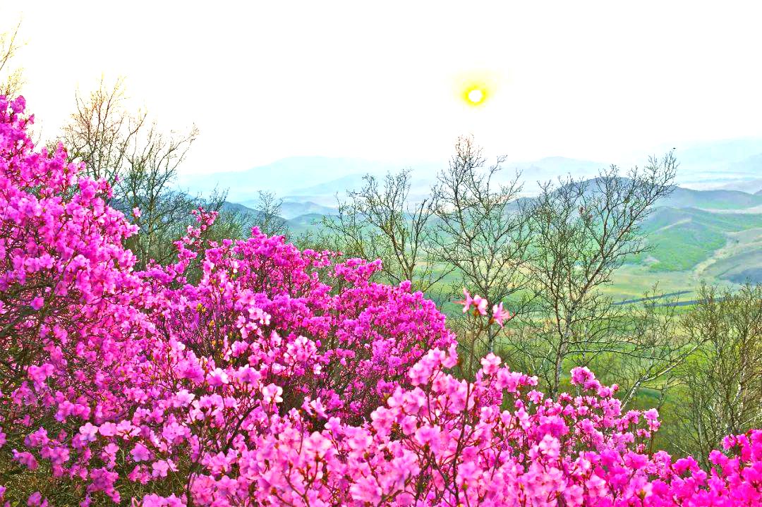 海日罕林场杜鹃花开