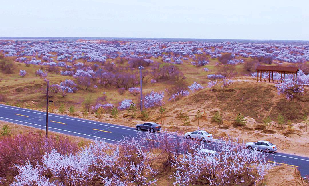 茂道吐苏木万亩山杏林