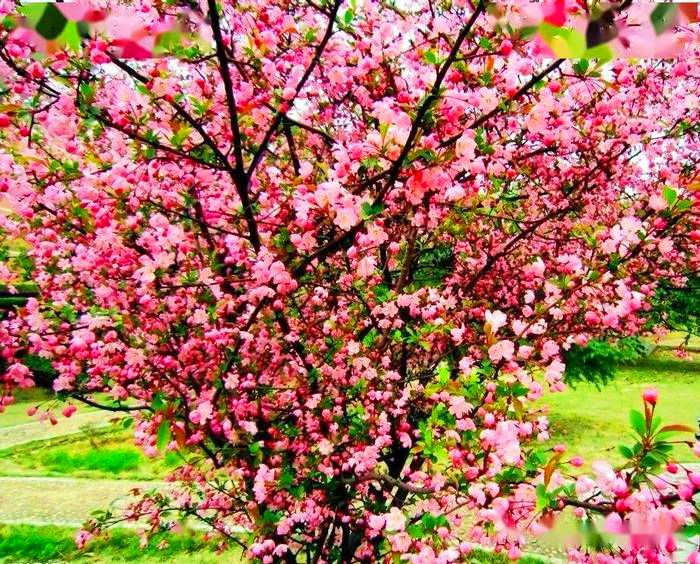 希伯花镇万亩锦绣海棠