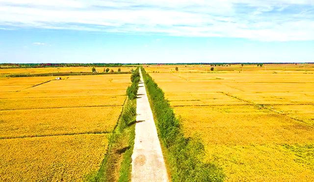 门达镇的5000亩水稻喜获丰收