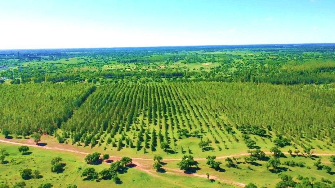 努日木镇疏林草原