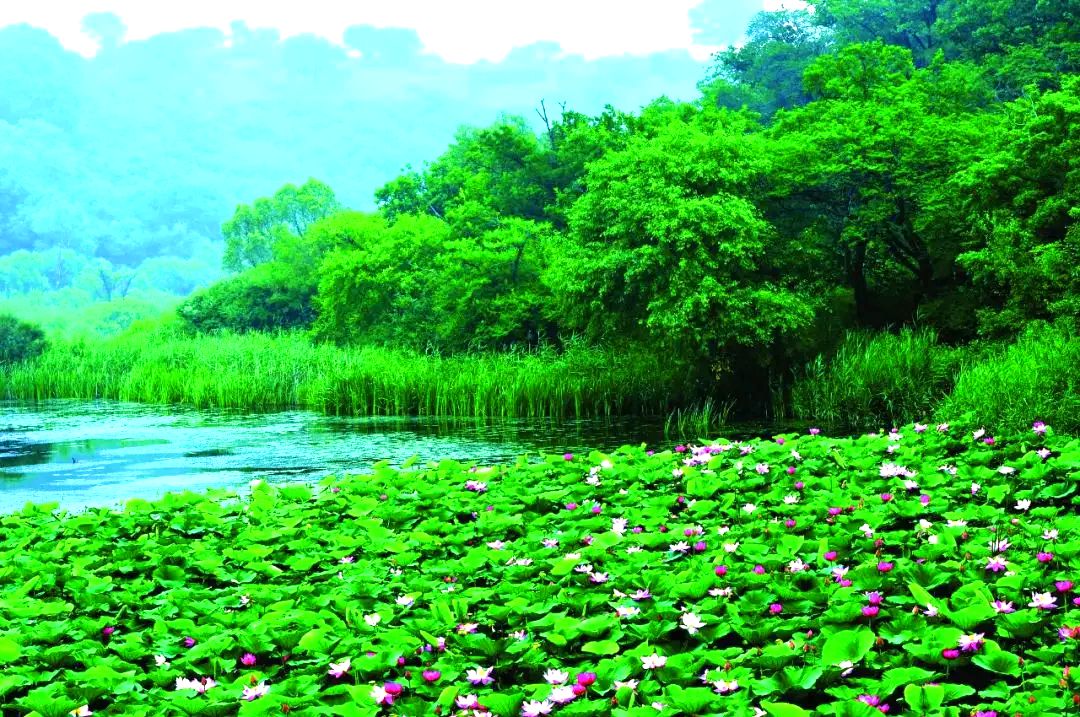 大青沟自然保护区 大青沟自然保护区