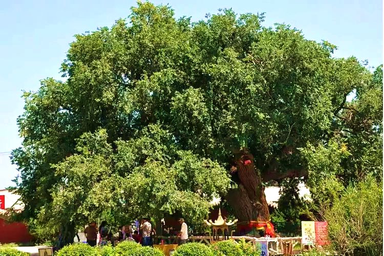 大榆树镇千年古榆
