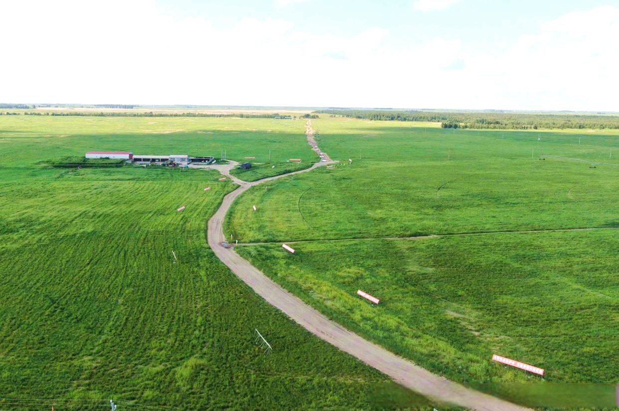 小街基镇中科羊草种植基地