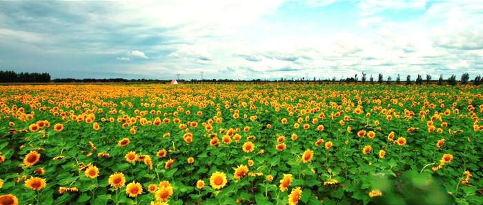 育新镇前进村的500亩向日葵