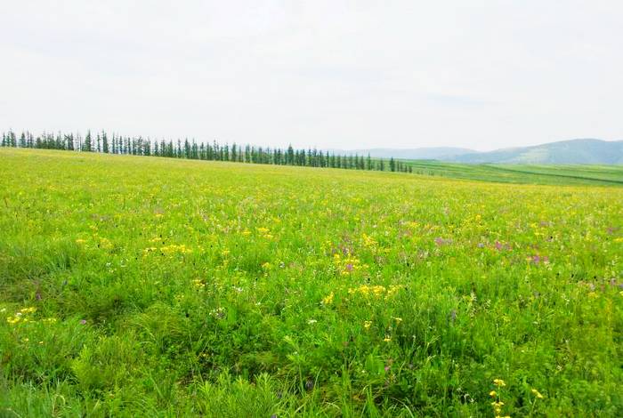 大夫营子乡皇家漫甸