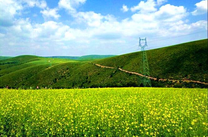 岗子乡油菜花海