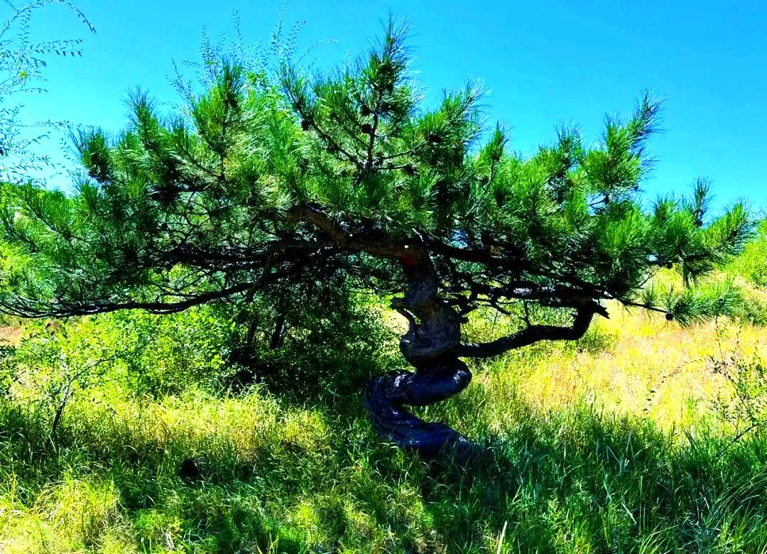 松树山自然保护区